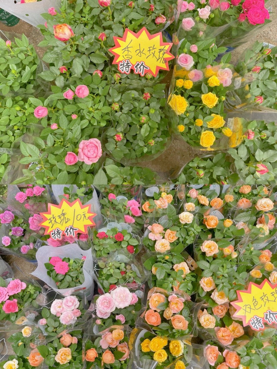 花花草草第二弹|哈尔滨花卉大市场00 今年第二次来花卉大市场,这里