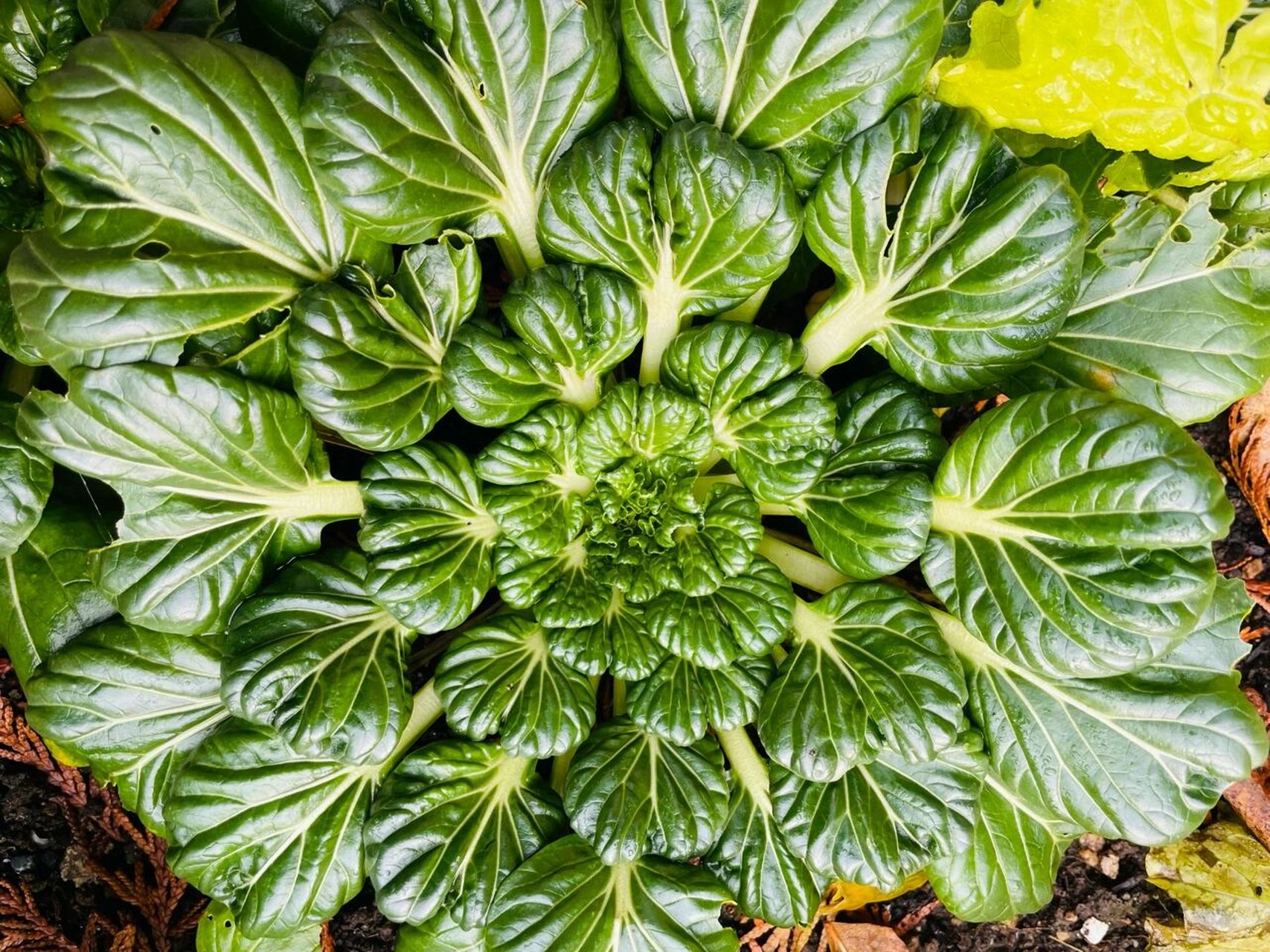 塔菜 塔菜也叫乌塌菜,还有个别名"维他命菜".