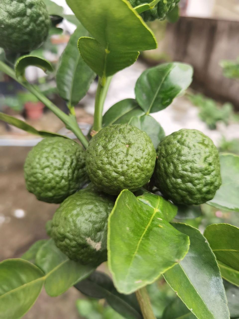 泰国皱皮柠檬成熟了