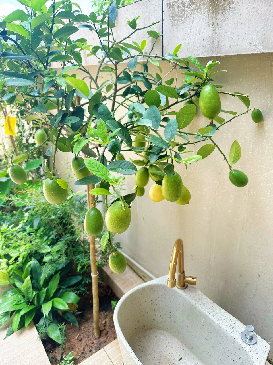 家里的台湾香水柠檬成熟了 这颗台湾香水柠檬的种植教程也上了好几次