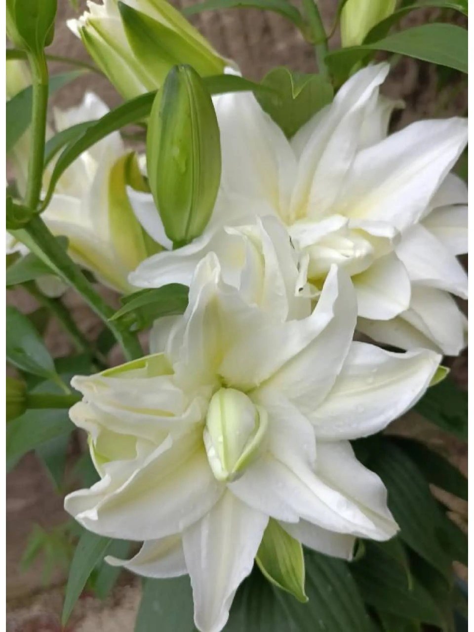 介绍几款重瓣百合品种 图178安纽斯卡/冰美人/阿诺斯卡/奥斯卡 百合