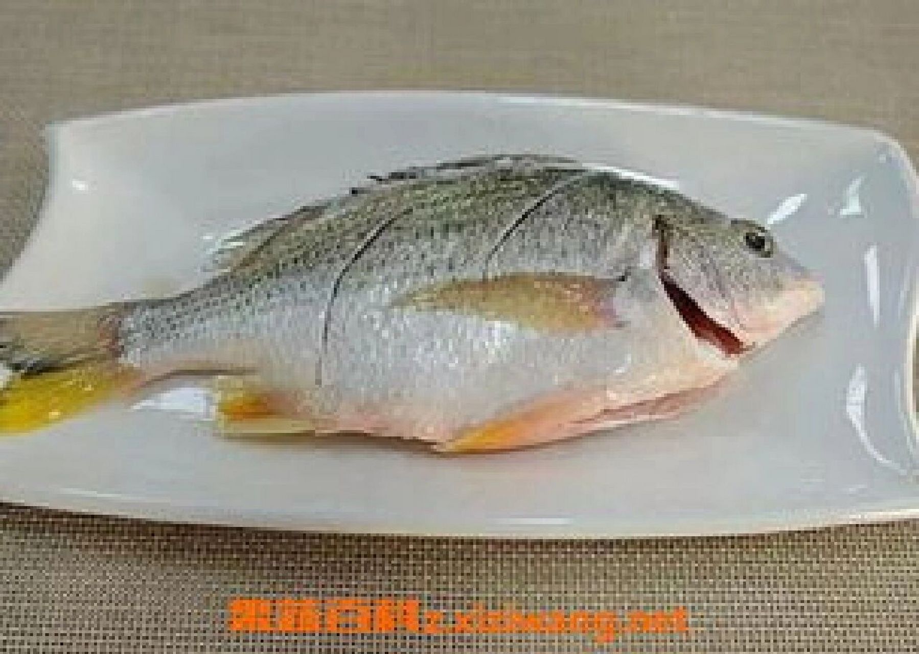 黄翅鱼的功效和营养价值 黄翅鱼营养丰富,富含蛋白质,脂肪,牛磺酸