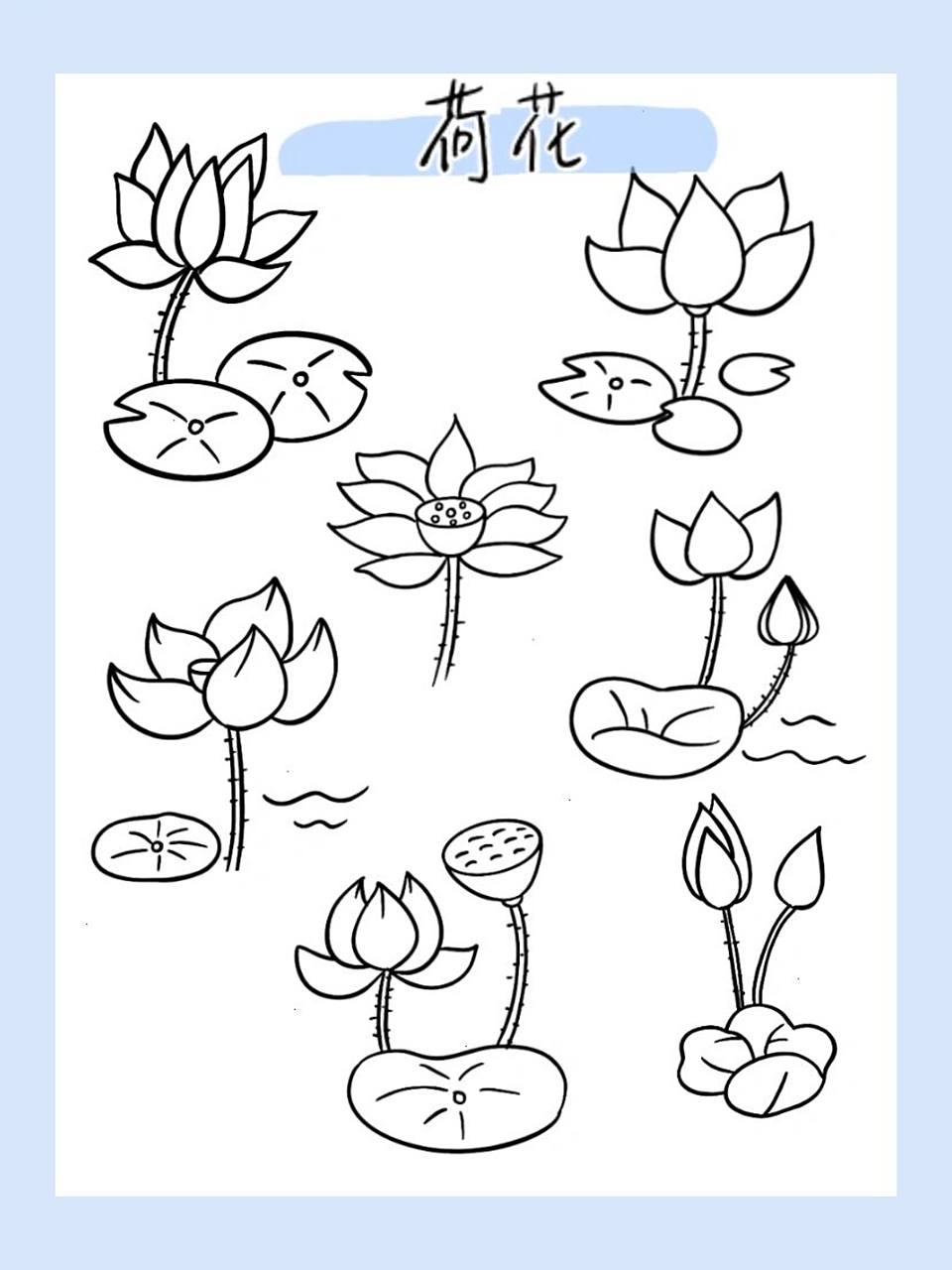 简笔画|荷花38/100 荷花急得 轻轻邹起了眉头 荷花不知道 自己就是夏