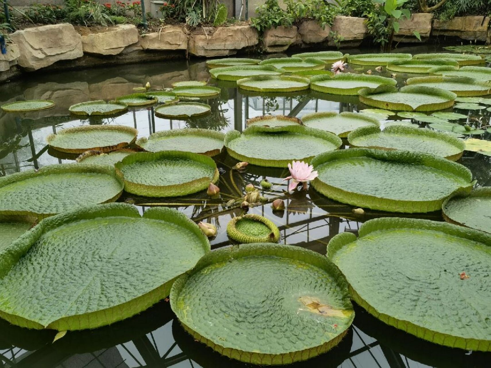 喜欢94,欣赏94-莲中王者"王莲" 王莲 睡莲科王莲属,见《华南植物