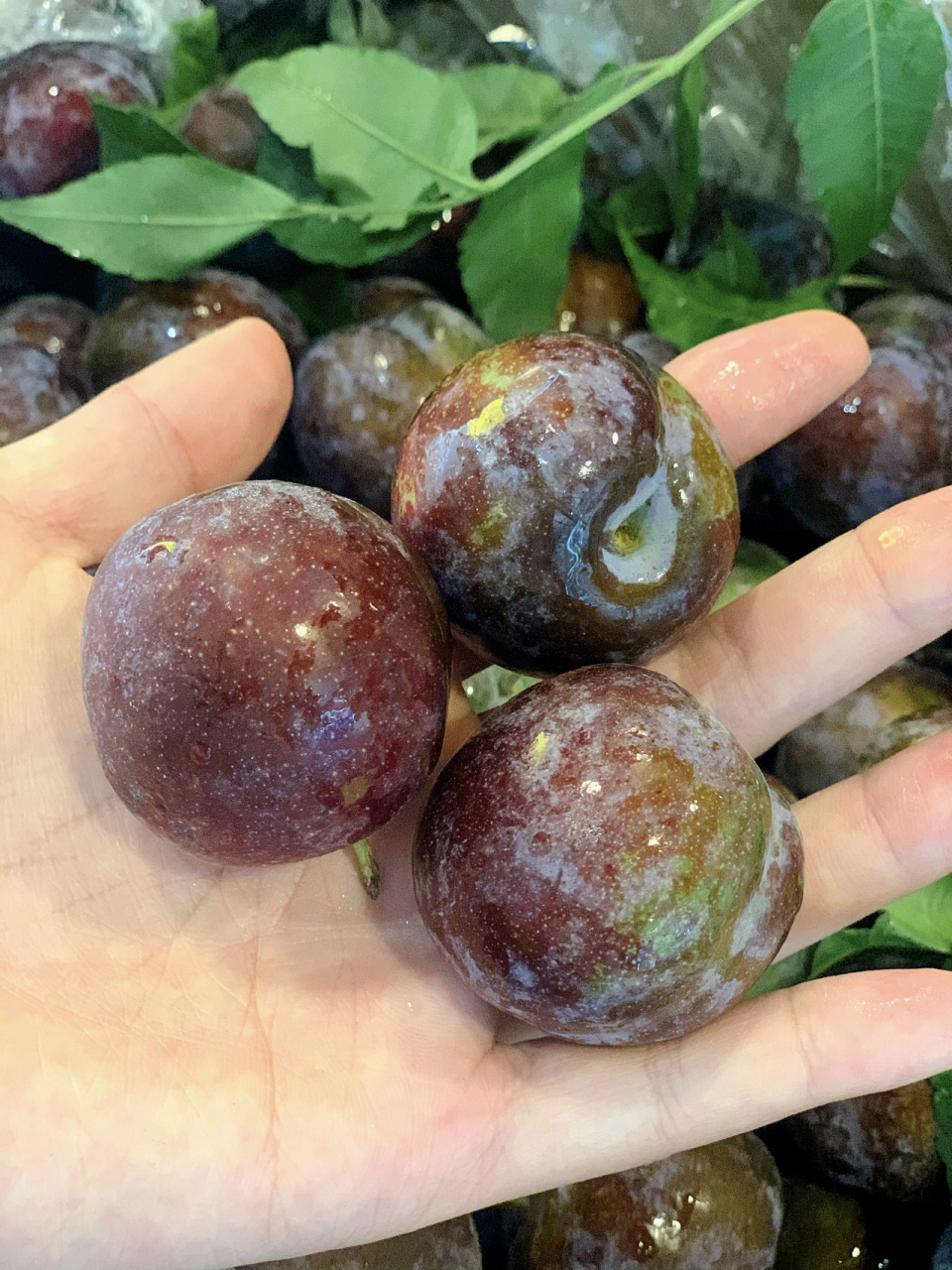 青红脆李 今年超好吃的李子 口感完爆当季所有李子 脆甜化渣的脱骨脆