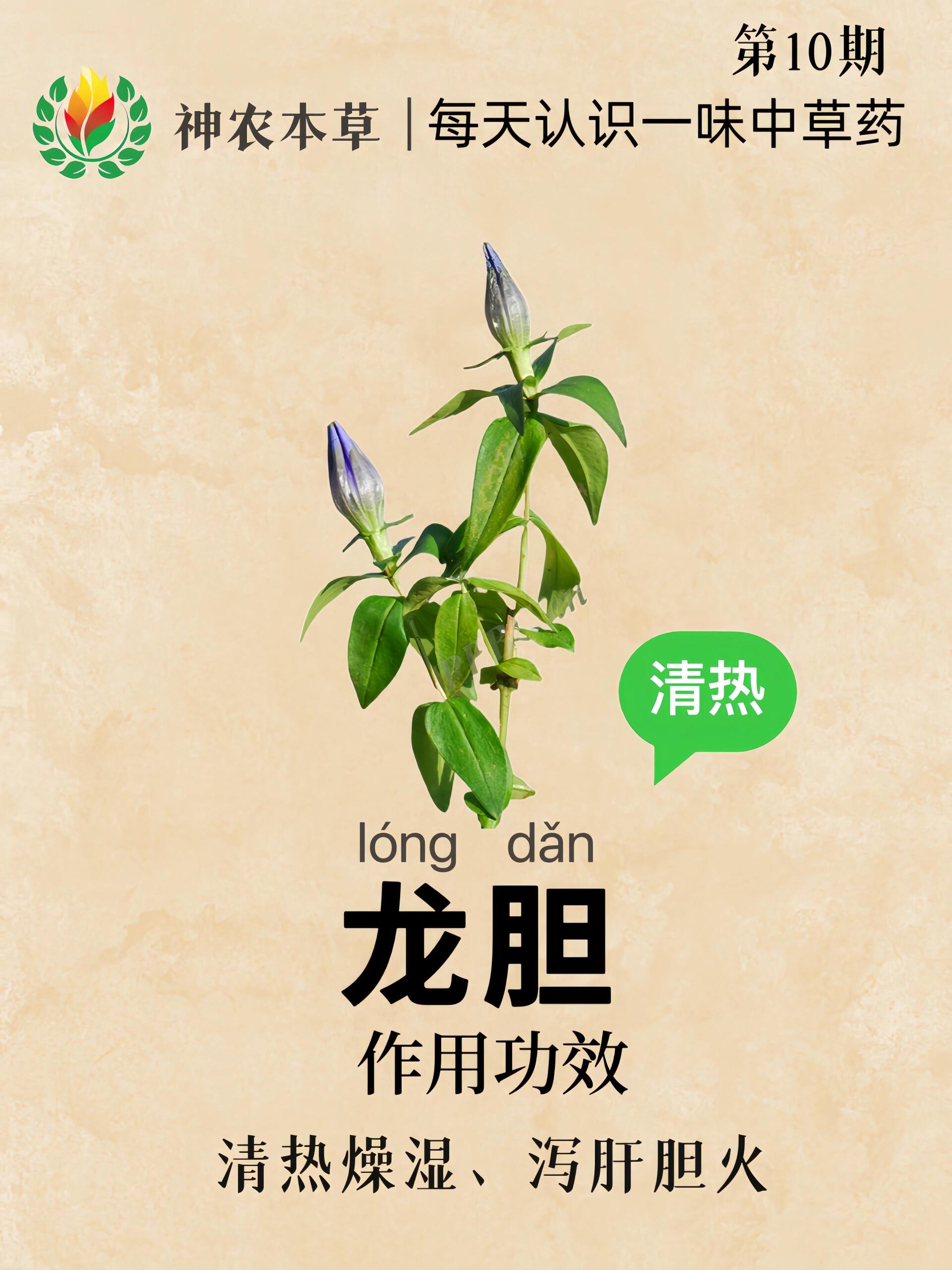 第10期•每天认识一味中草药|龙胆