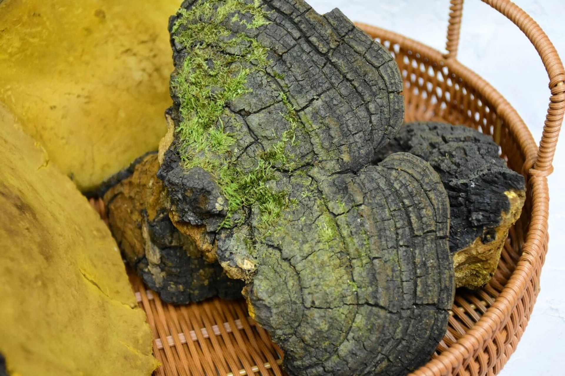 【正宗野生桑树桑黄】 96正面:如绸缎般的棕色,在太阳光下显棕黄色