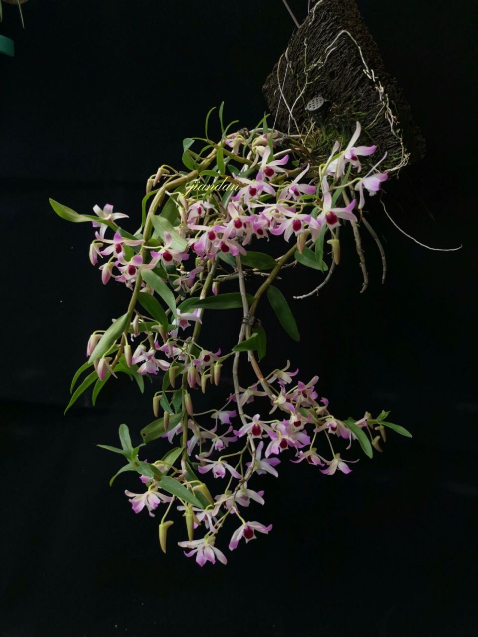 黑金石斛 石斛兰,黑金石斛(金钗x铁皮),几年前邻居兰友分享的高芽
