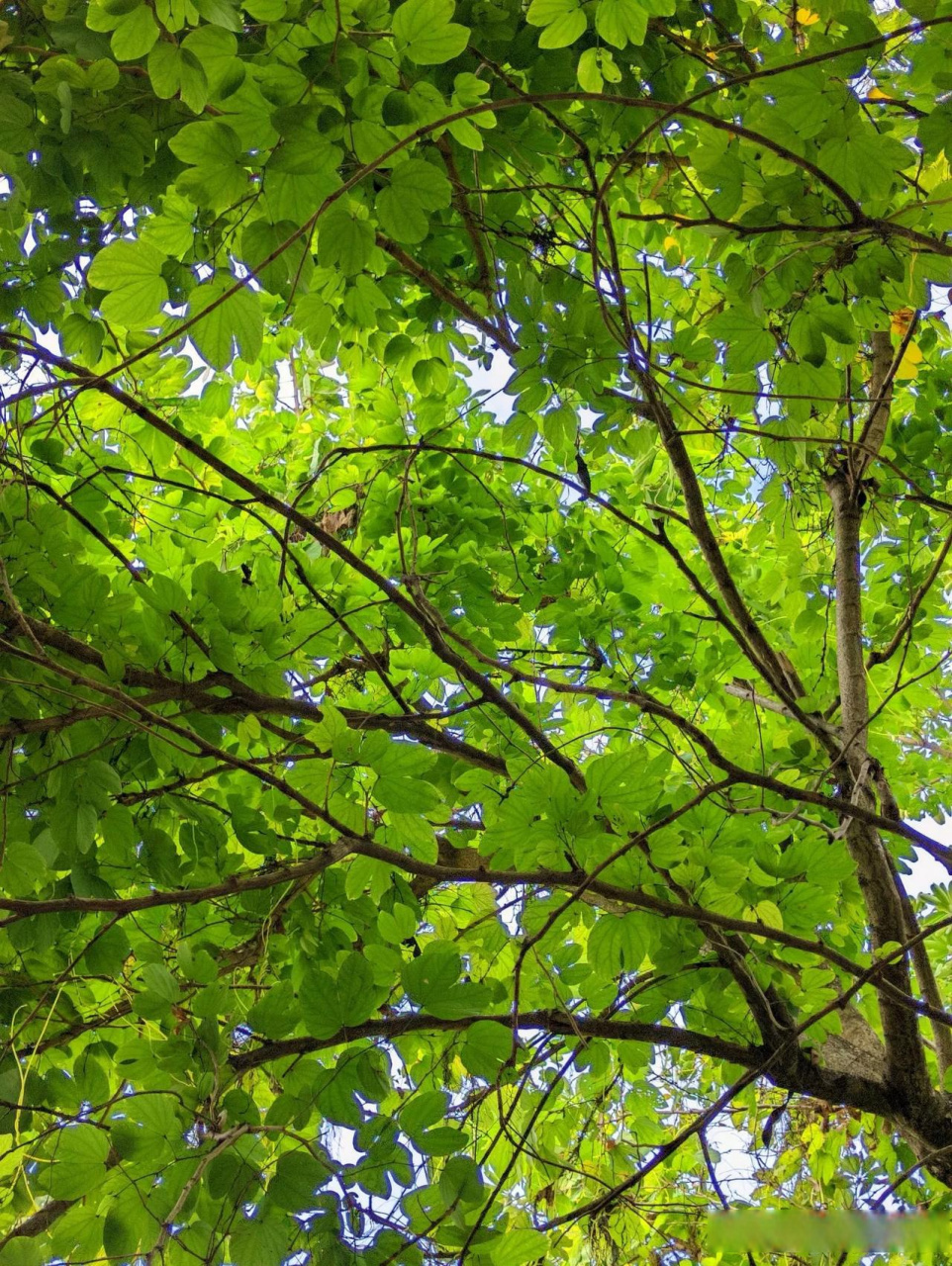 评论区晒图挑战赛  翠绿的树叶,清新的气息,舒服