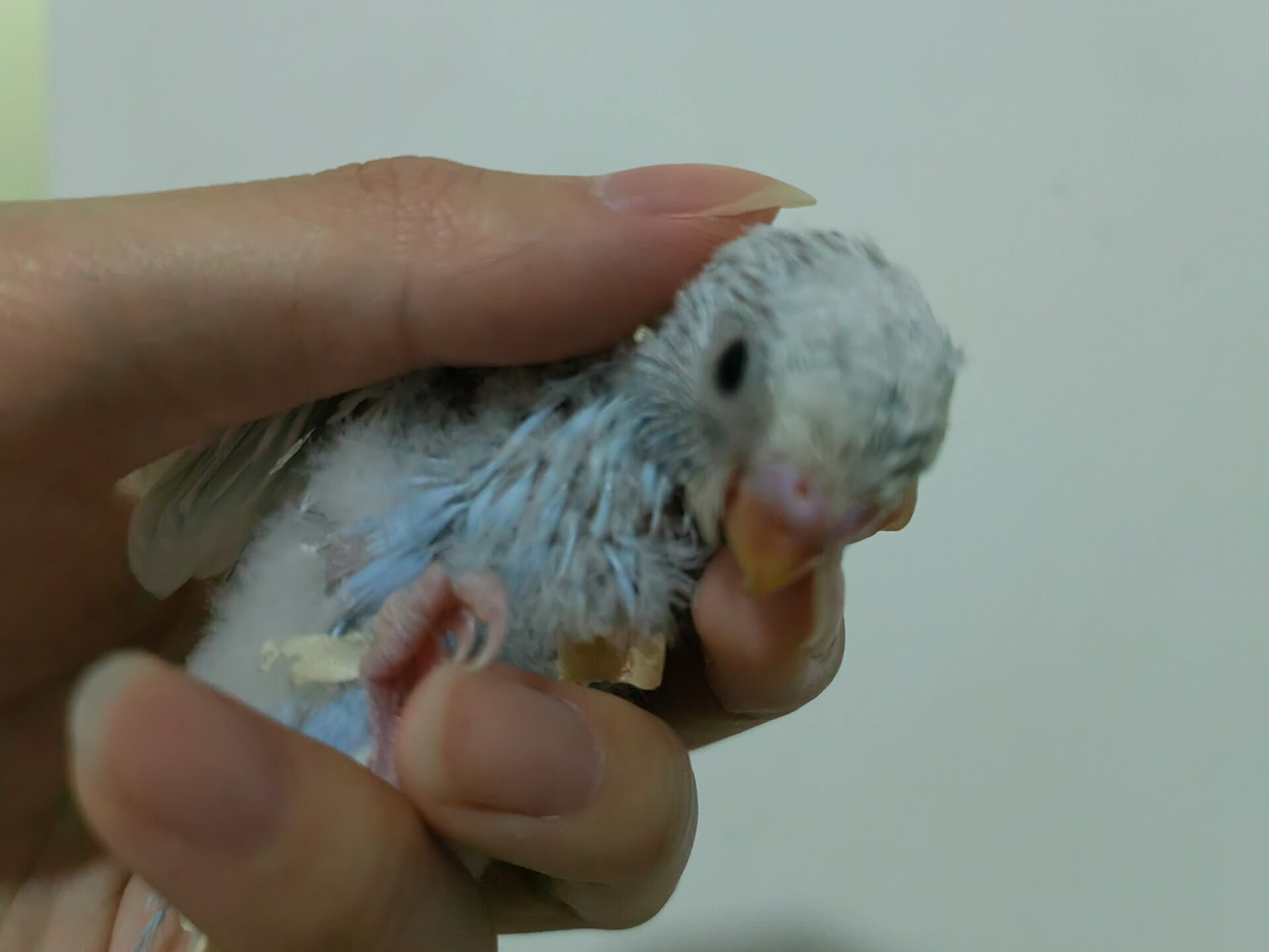 昆明手养虎皮鹦鹉