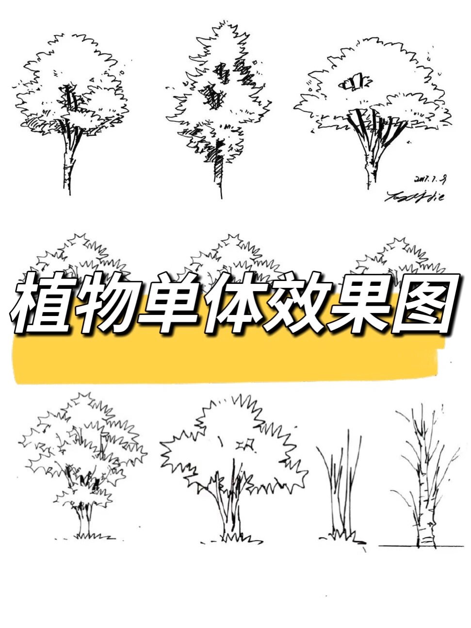 风景园林手绘—植物单体效果图分享