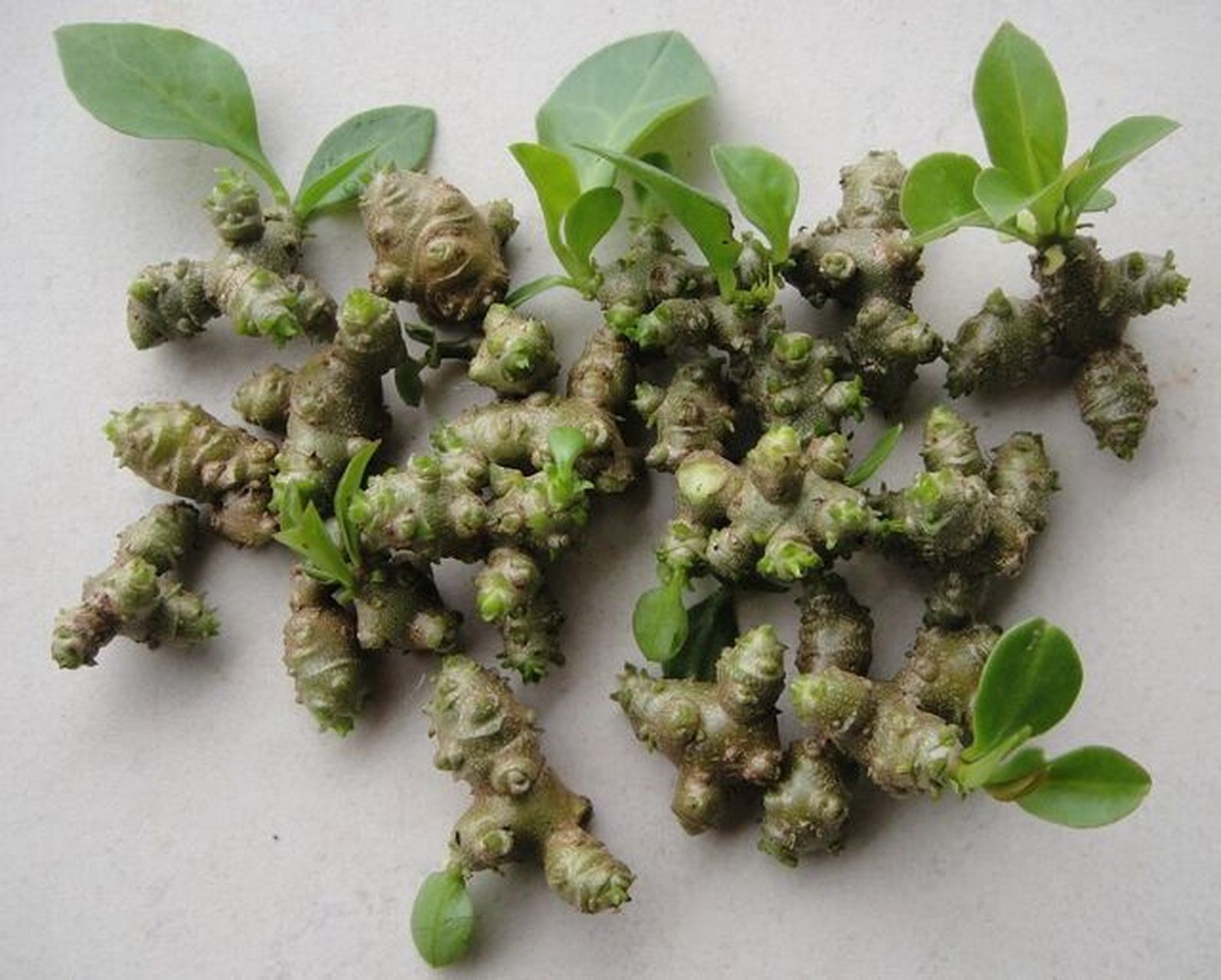 藤三七 有谁认识这个植物吃过的举手,它叫藤三七,叶子,藤上长出来的