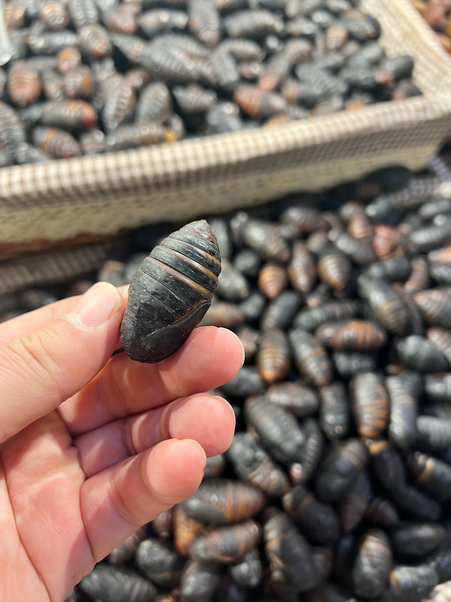 被东北小孩叫"东南西北"的虫子91  这个玩意儿 会转来转去 小时候