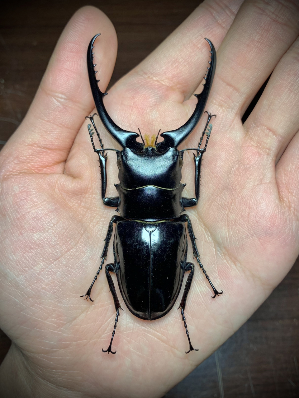 标本分享-孔夫子锯锹甲～ prosopocoilus confucius 孔夫子锯锹,号称