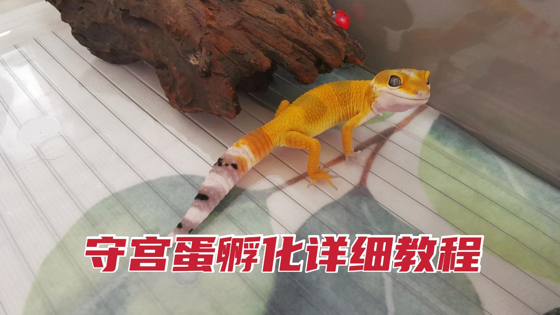 豹纹守宫蛋要怎么孵超详细的孵化教程分享给你