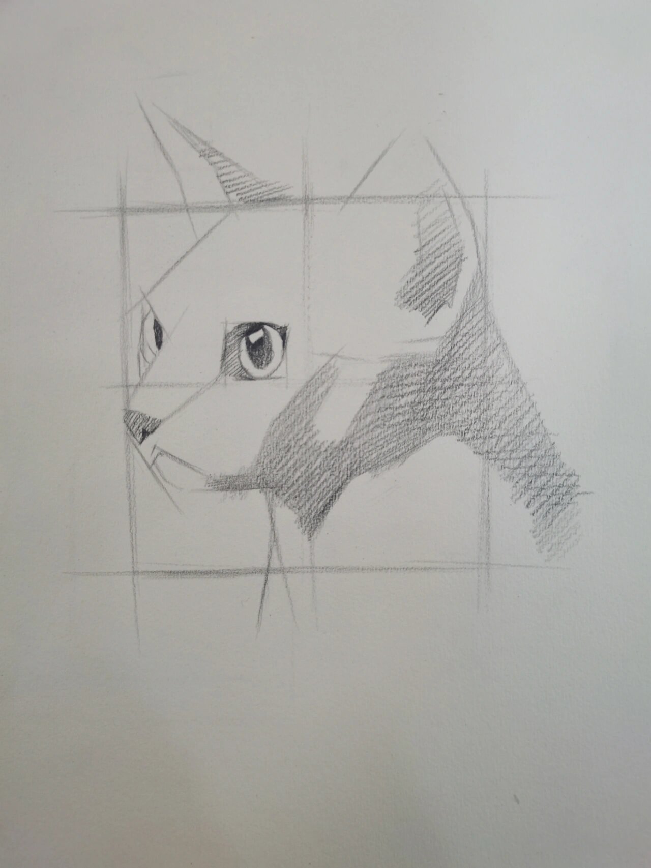 素描动物  猫咪步骤图分享 1  直线概括猫咪外形 2  画出眼睛外形