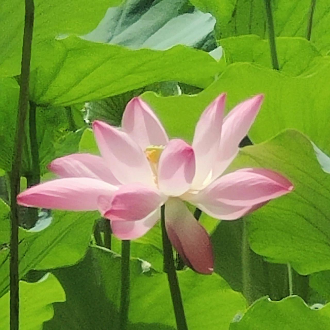 花开富贵头像(什) 家长辈的头像风格,有需要的可以保存,是自己拍的!