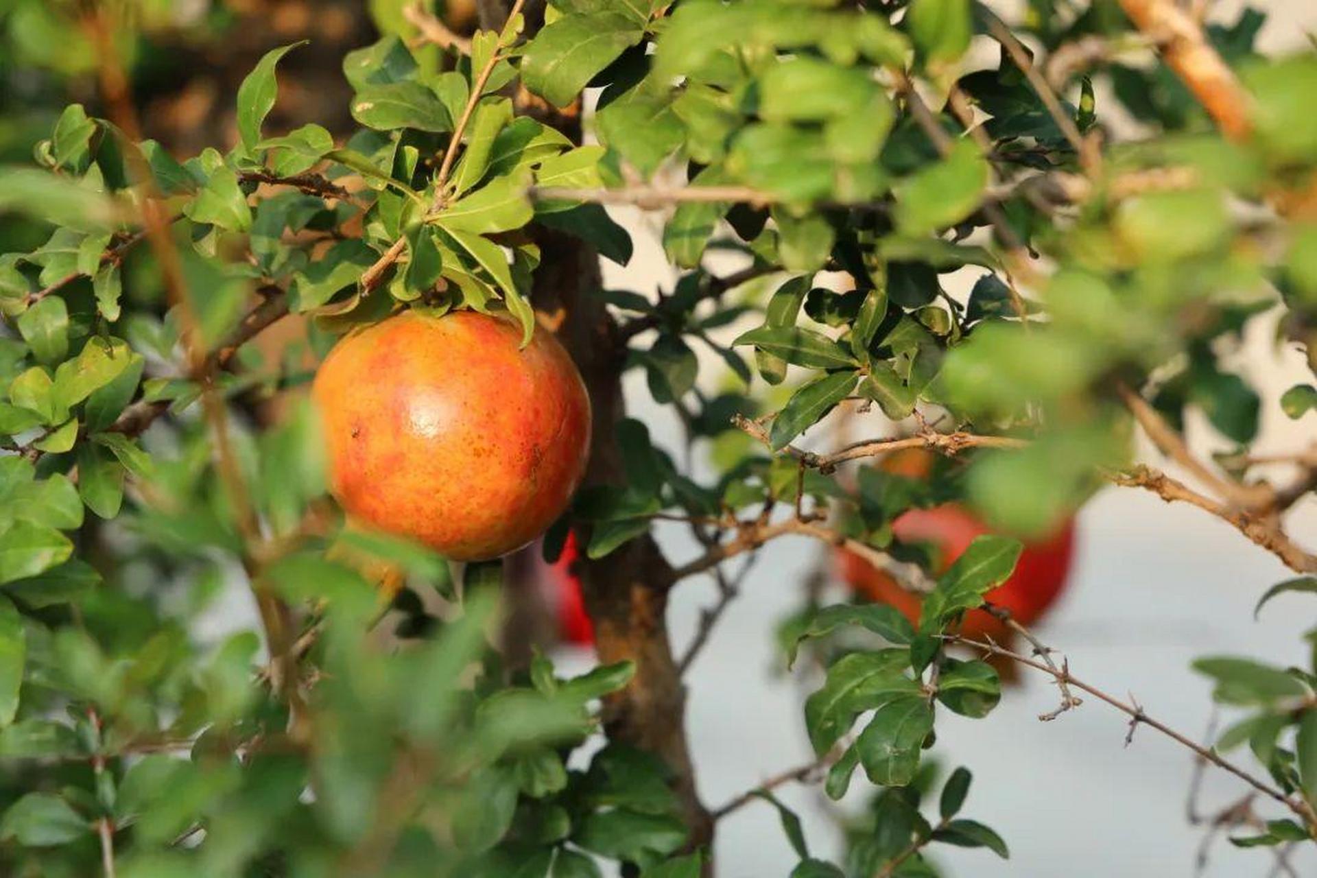 山东省实验的秋着实燃情 时间在校园结了果  秋风为它上了色  在这个