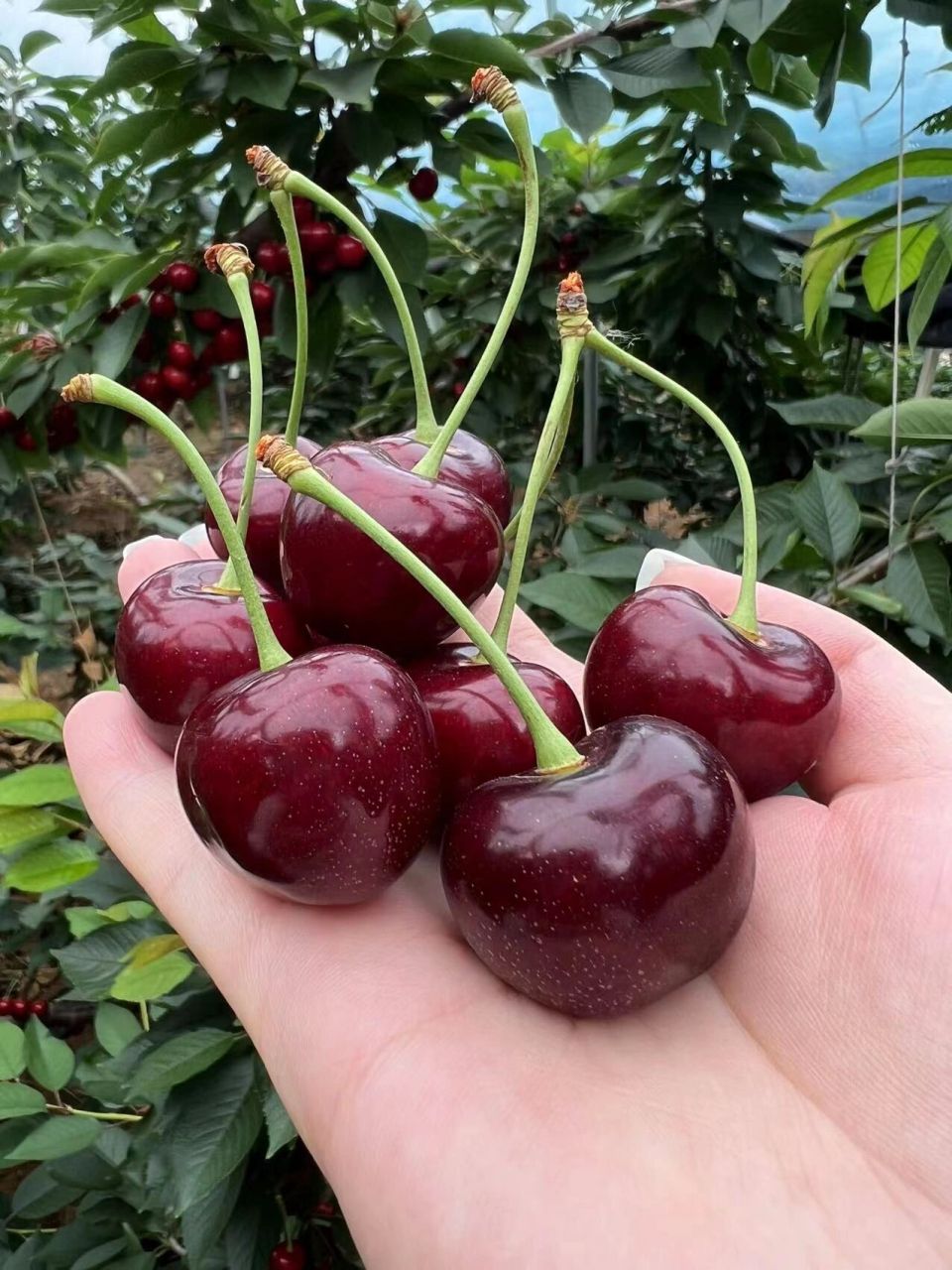 啥叫冰库71脆甜好吃到抠脚的就是冰库大樱桃 有小伙伴问我 啥叫冰库