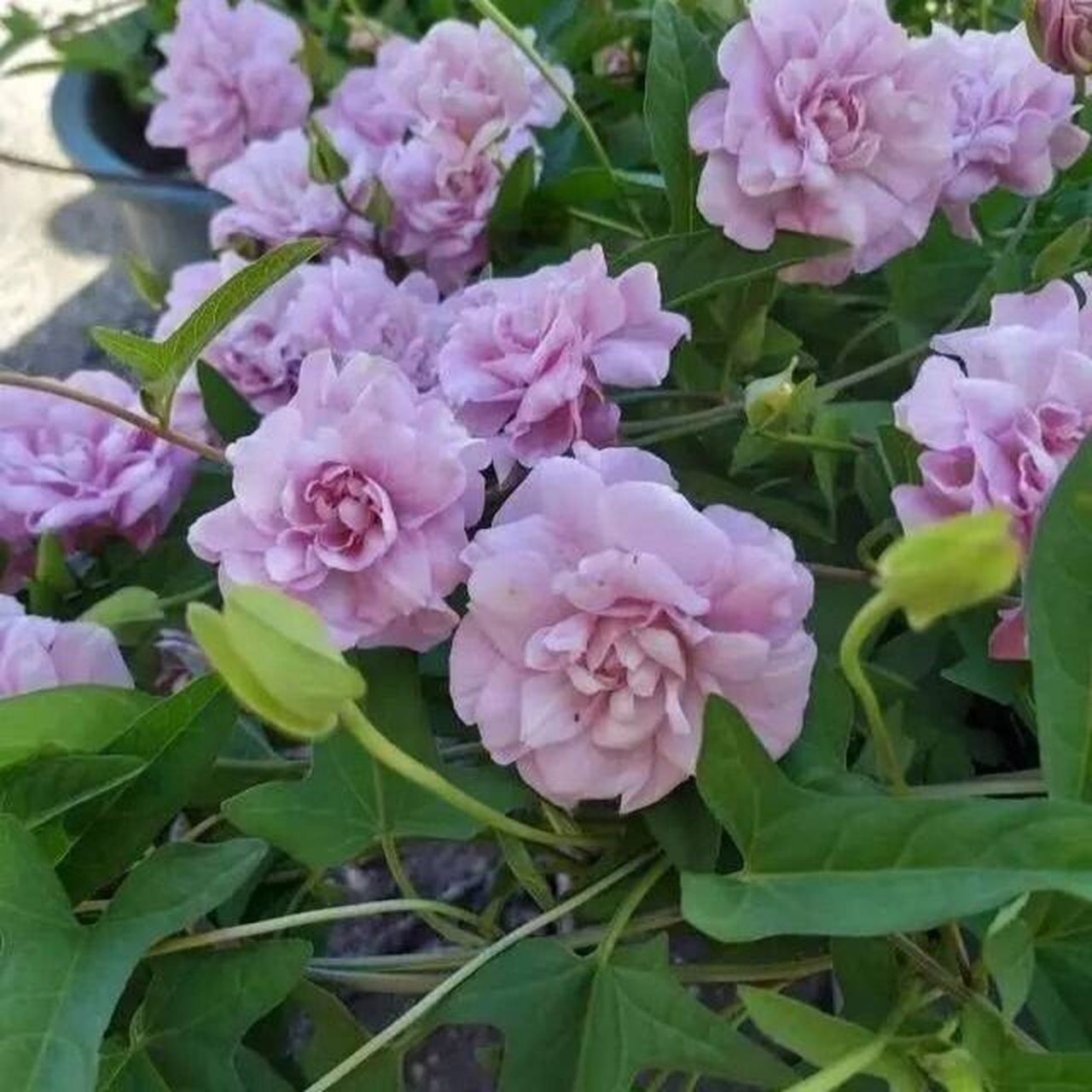 每日一花|缠枝牡丹 缠枝牡丹:别名藤本牡丹,藤牡丹,为旋花科打碗花属