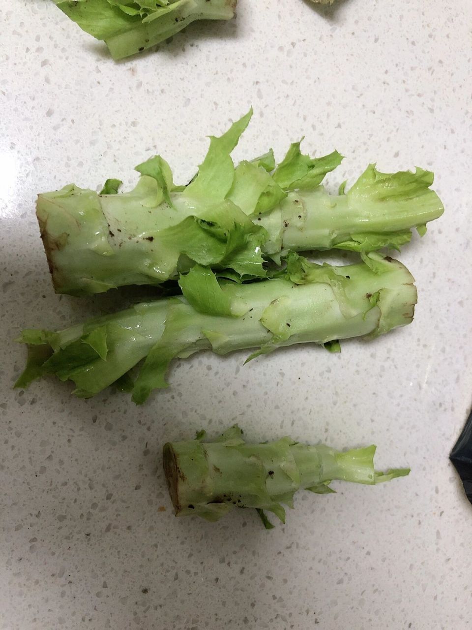 油麦菜的根咋跟莴笋一样 像是从莴笋上砍下来的