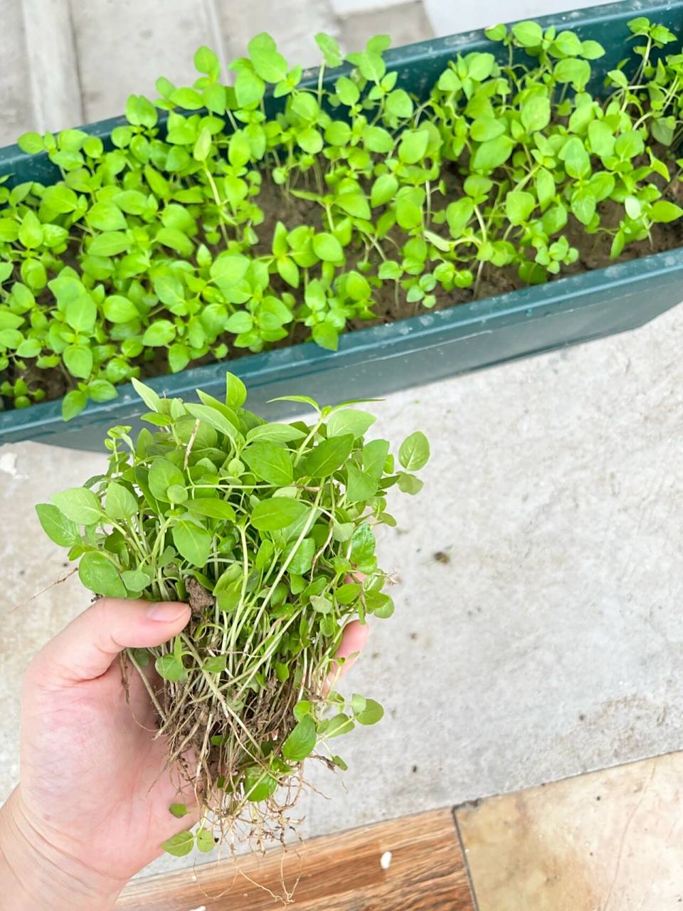 种植荆芥之旅 身为河南人怎么少得了荆芥,自从上班就没吃过,所以自己