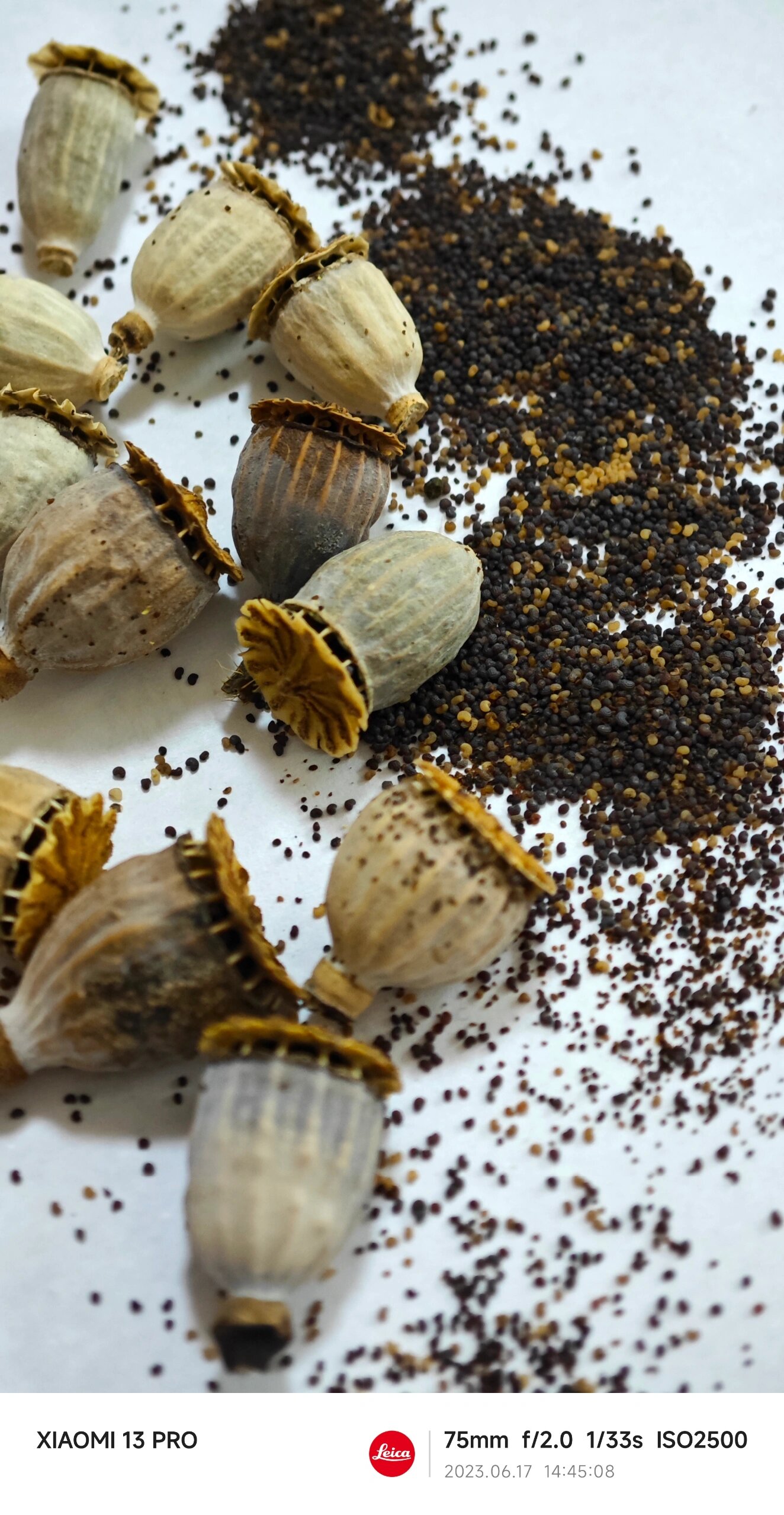 雪莉虞美人的种子 小米13pro的长焦微距确实能打,虞美人的种子非常小