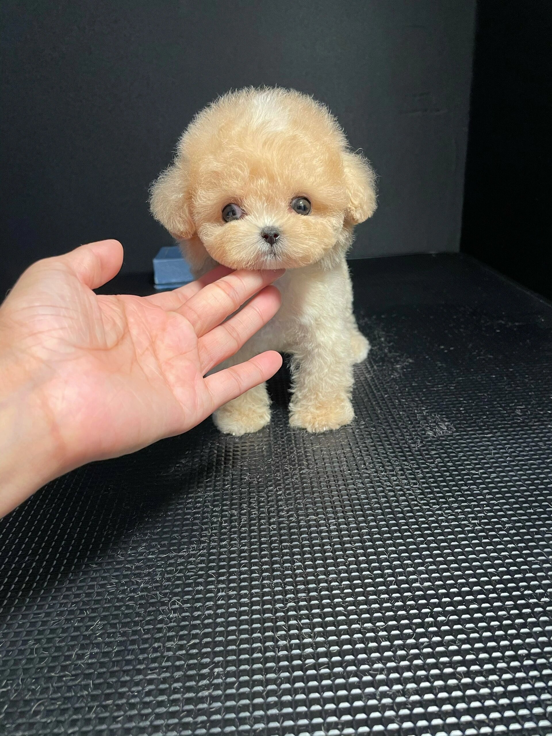 茶杯体小熊款香槟色泰迪宝宝