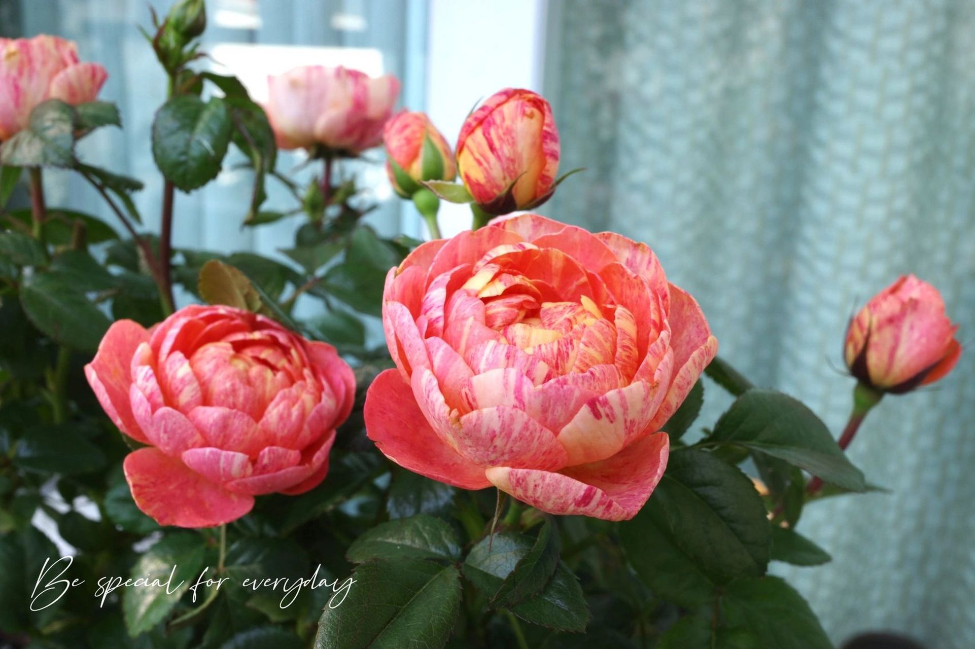 【月季日记】果汁飞溅—不稳定的小可爱 果汁飞溅群开了 好好看,像一