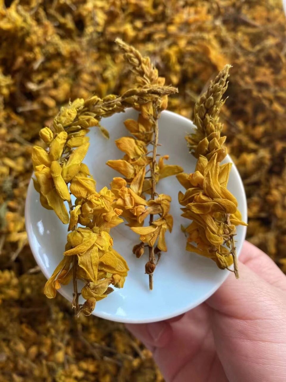 野生黄花倒水莲花 野生黄花倒水莲花,一款好喝,功效又好的花茶: 黄花