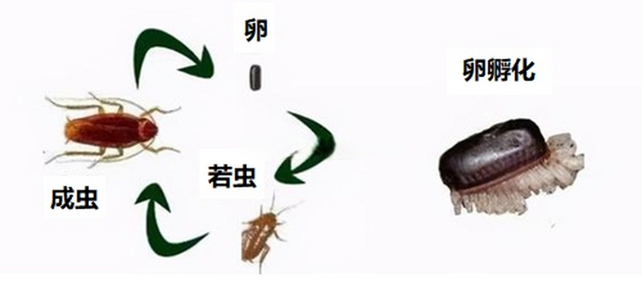 那是因为人们在杀灭蟑螂时,其中带有卵荚的蟑螂已经