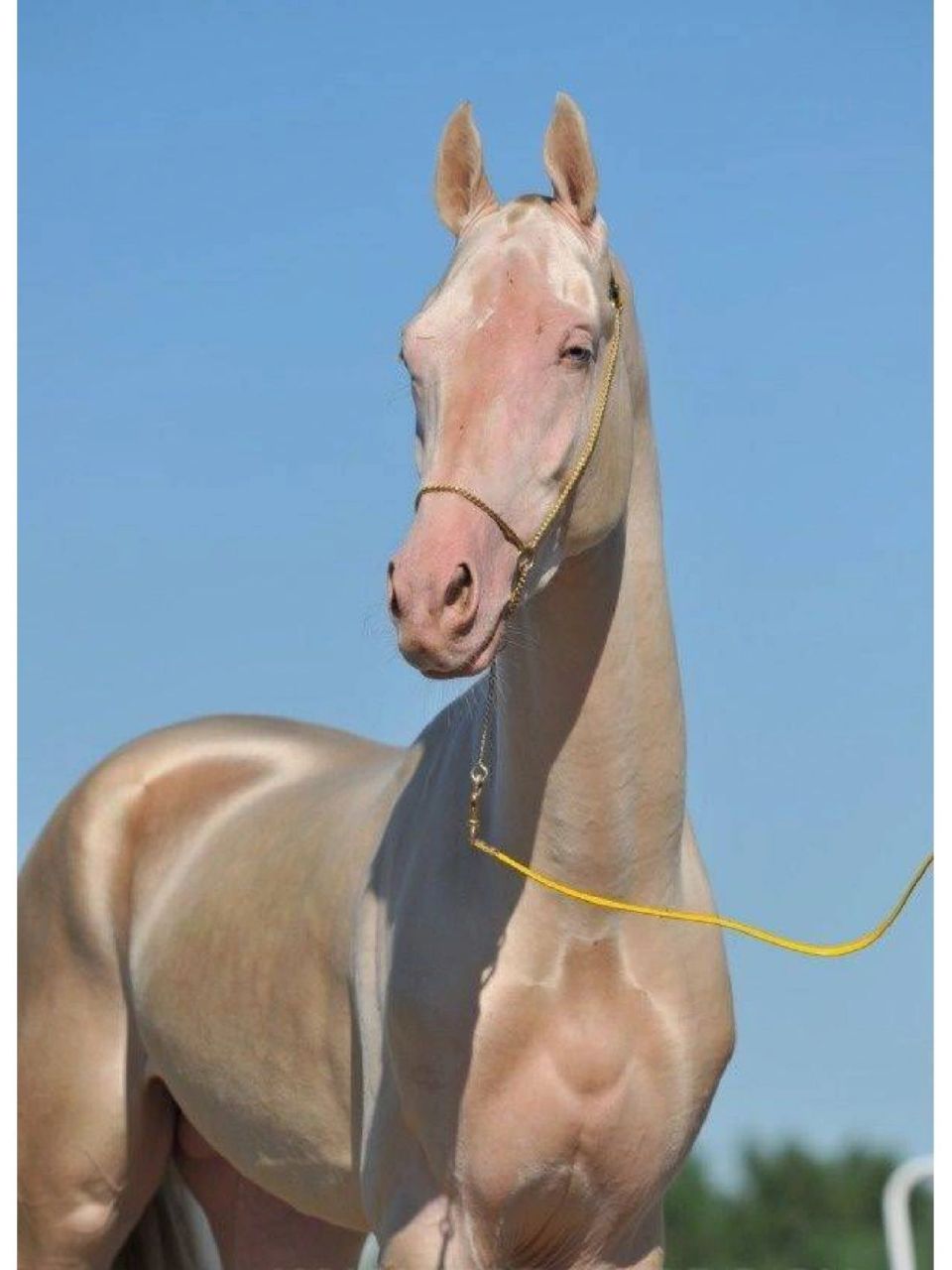 其中汗血马是最纯的马种,阿拉伯马和英国马都有汗血马的血统和基因.