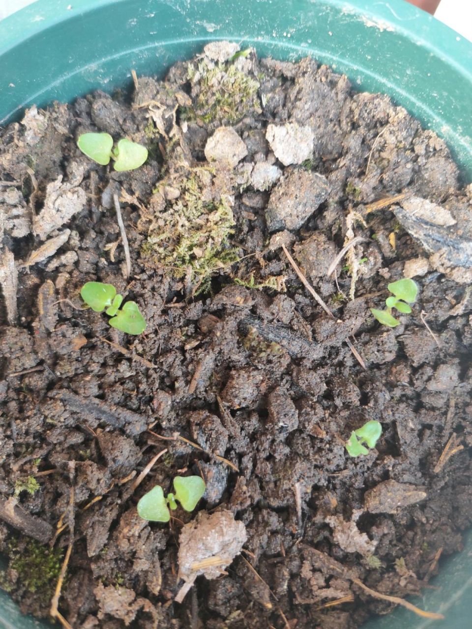 薰衣草出苗种植全过程方法 93温水泡种子12个小时,用纸巾催芽,出了