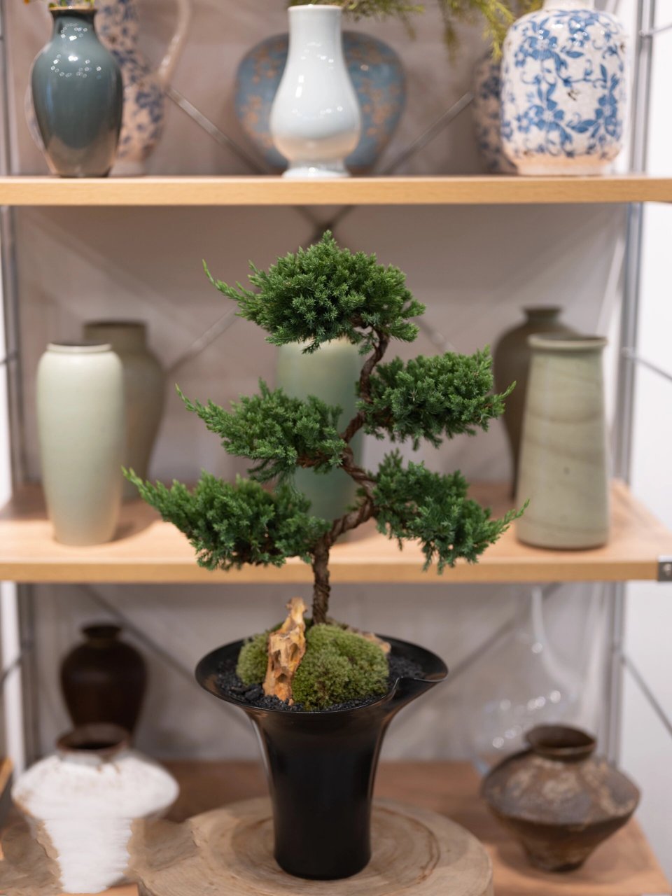 细枝|新中式盆景 五层塔地柏 五层塔地柏 云朵造型的地柏 气质沉稳 给