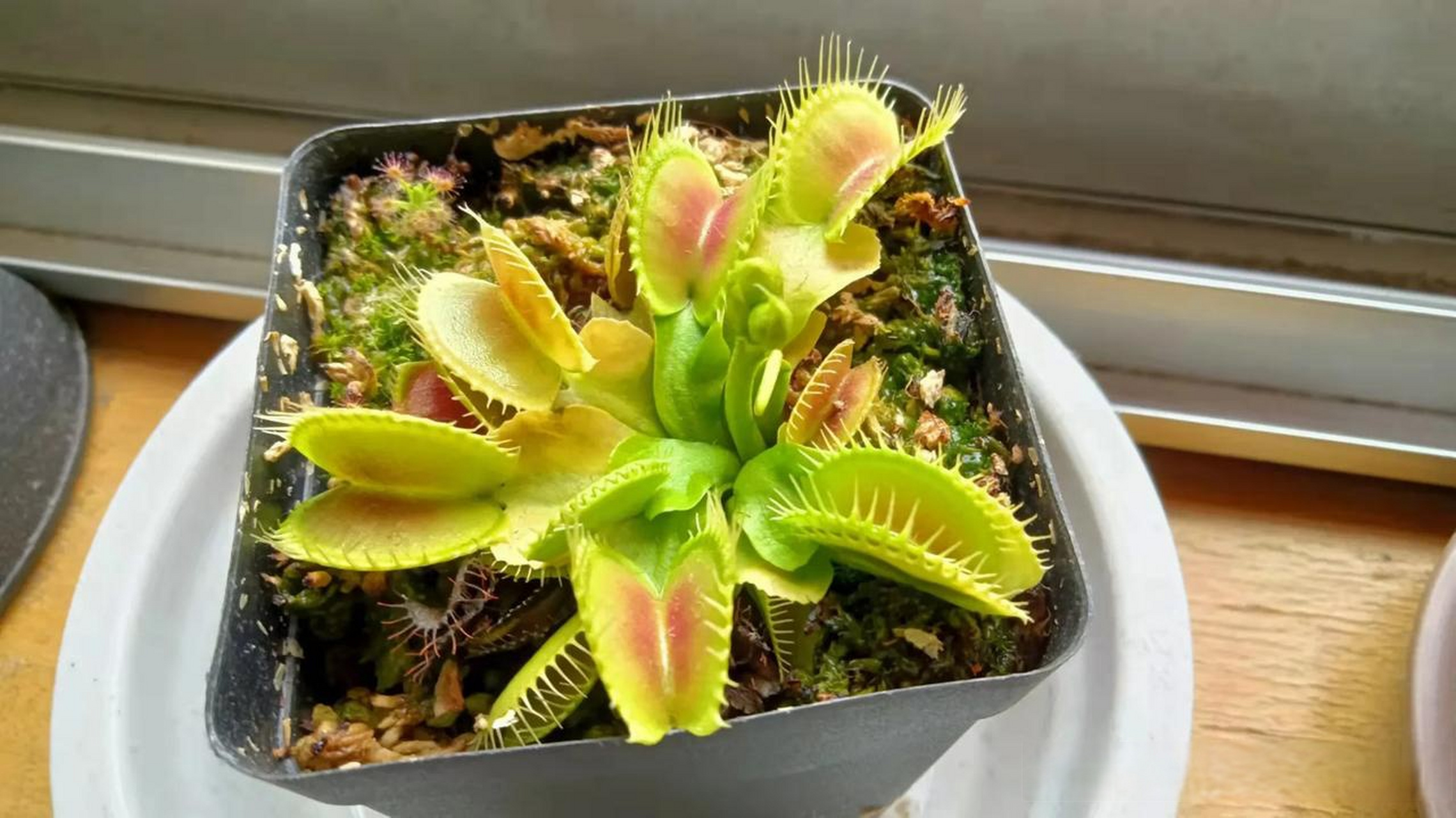 山东花友养的食虫植物捕蝇草和蝎子迷你茅膏菜 还有一个超级大的食虫