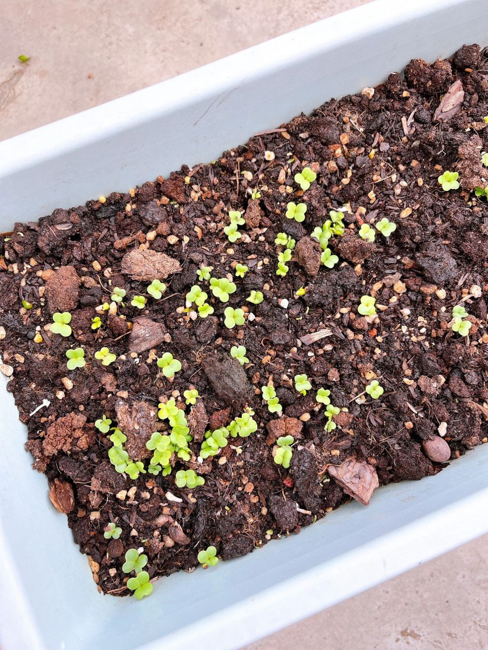 咖啡渣和园土一起沤肥三个月之后就可以拌土种菜种了,香菜和樱桃萝卜