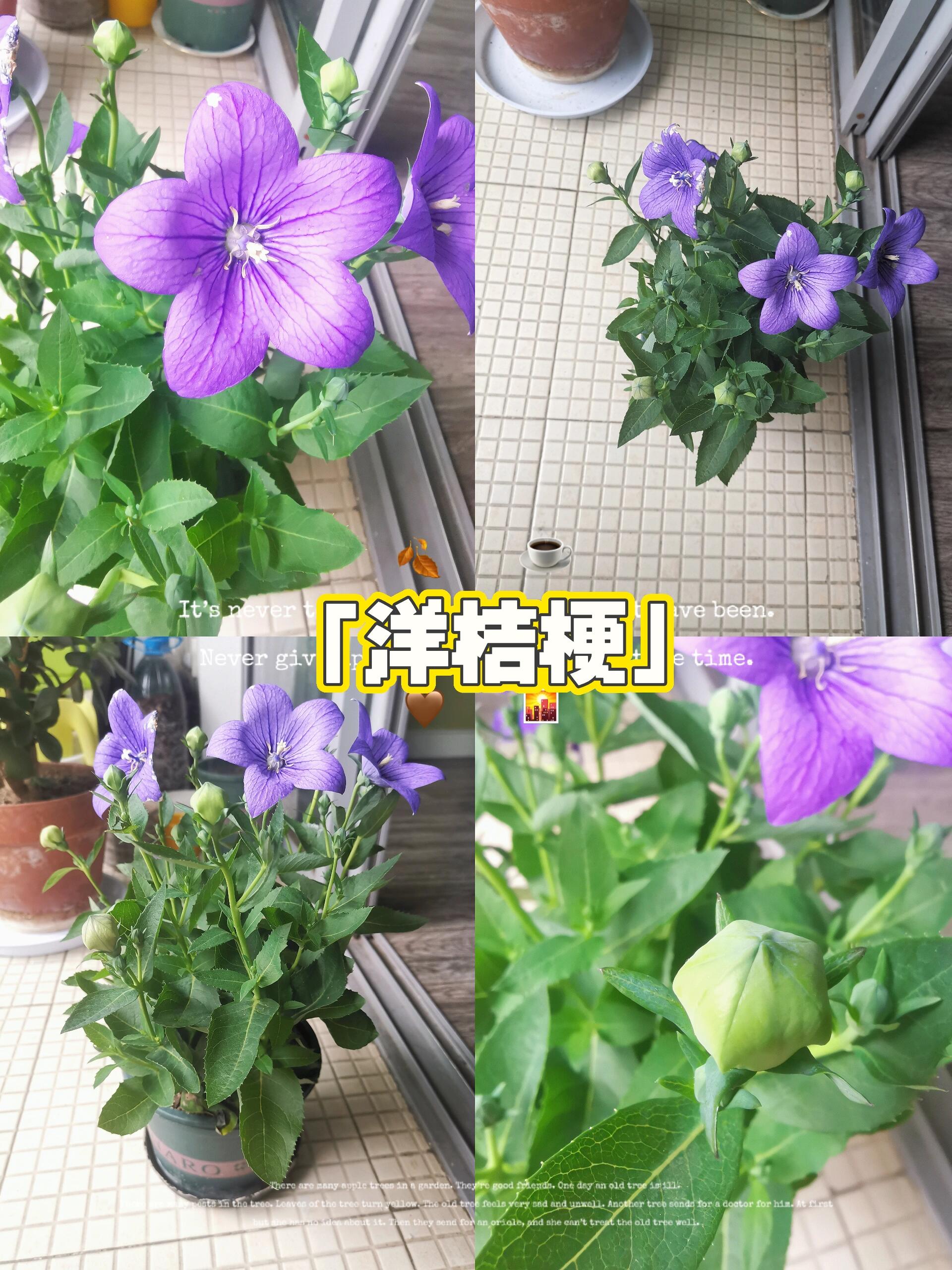 洋桔梗种法