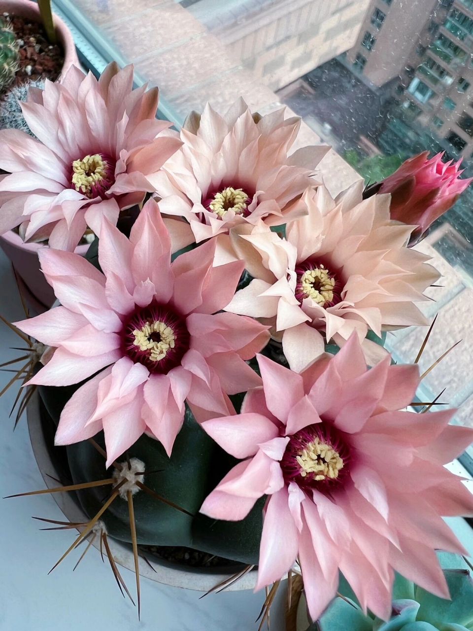 仙人球|良宽 阳光明媚,花开正好94 上周因为阴雨天97,良宽的花苞