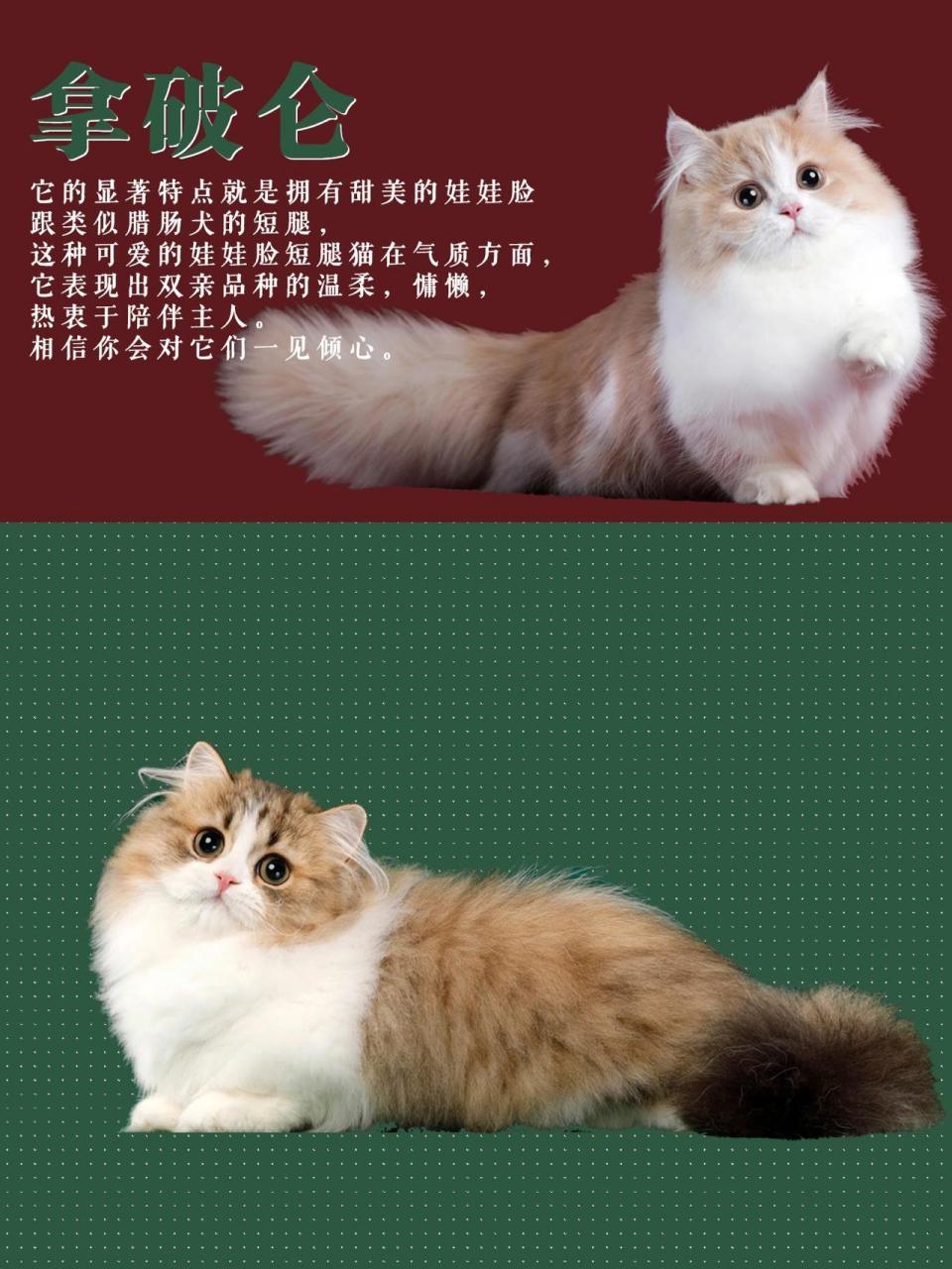 中国长毛猫品种图片