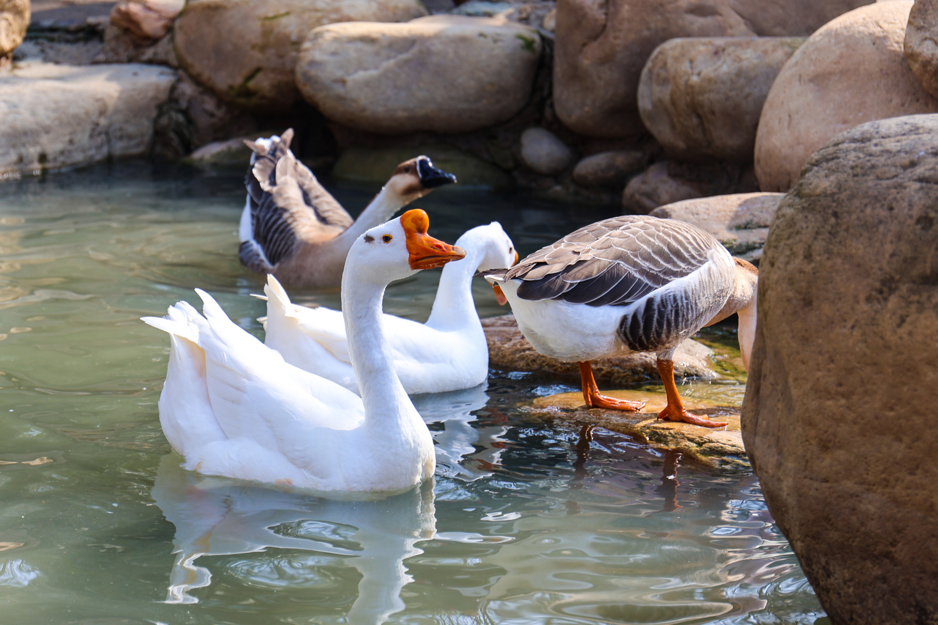 去武汉野生动物王国看看吧!