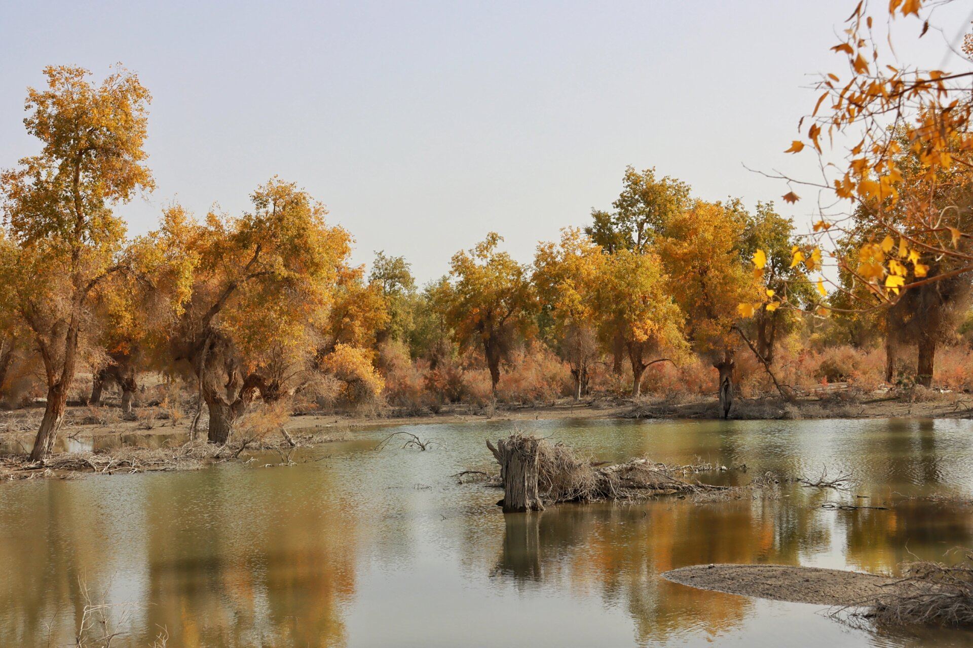 沙雅县沙雁洲胡杨林 2023.10.