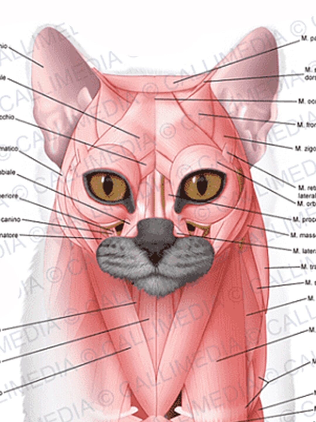 猫咪肌肉结构参考图