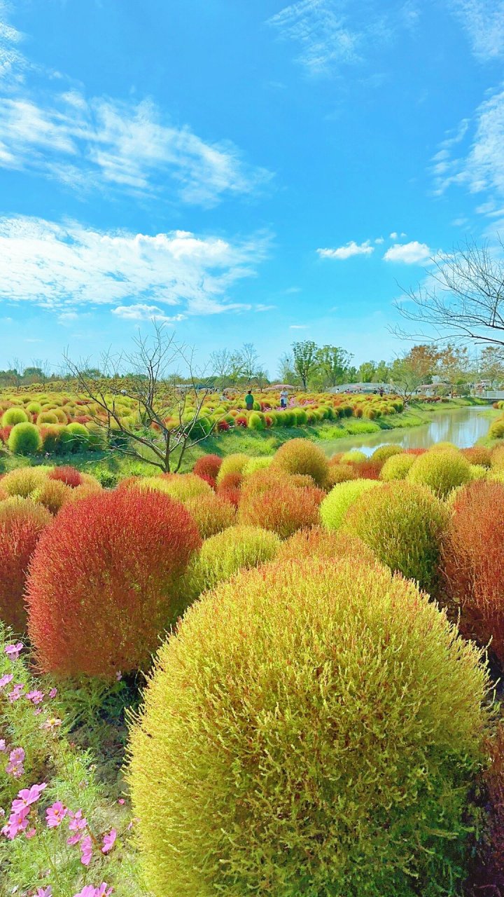 花开海上地肤图片