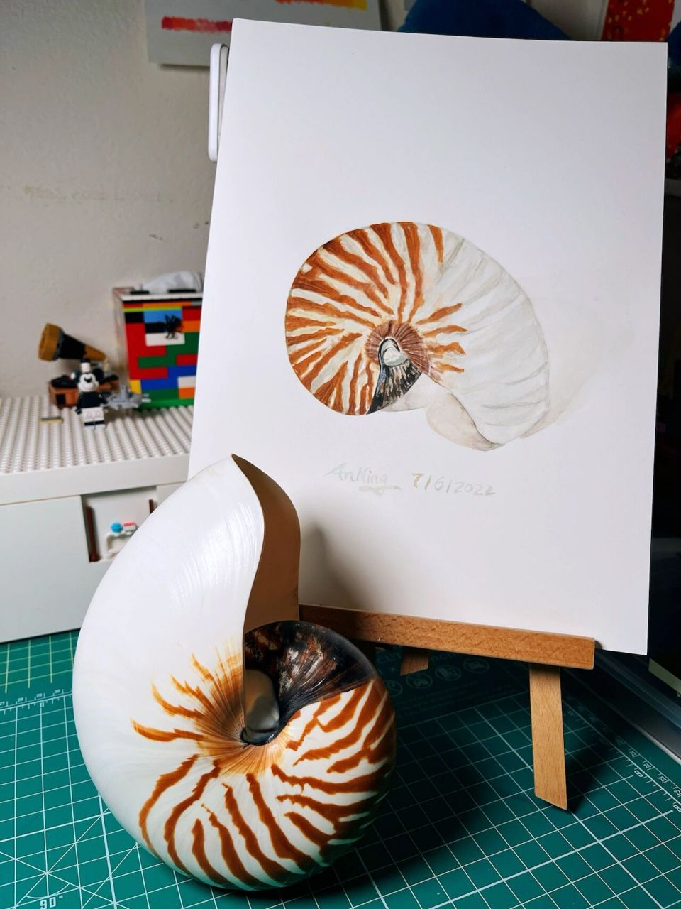 画一枚鹦鹉螺 争取把四大名螺慢慢都画一遍✌️