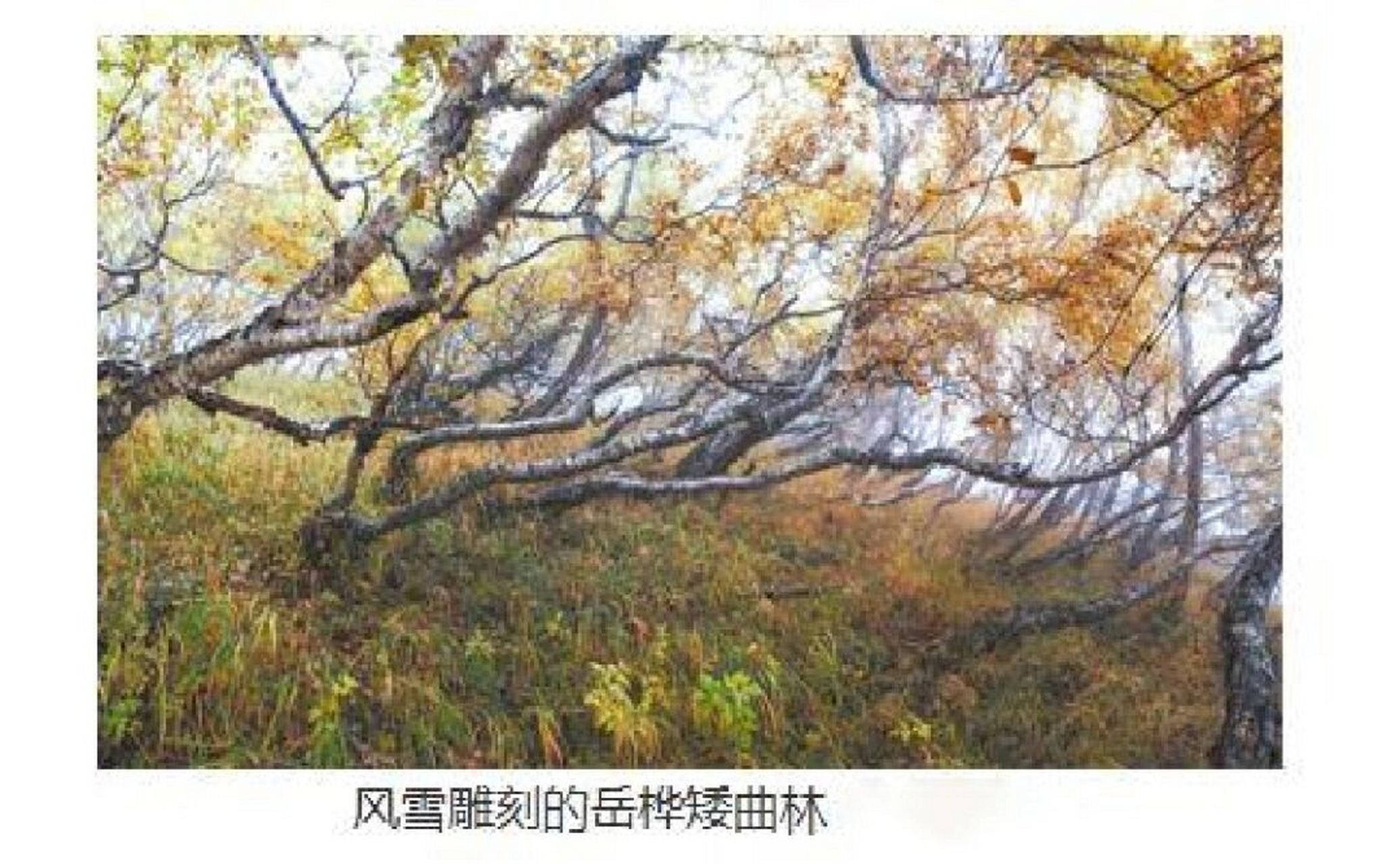 考前必看:高考中常见的奇形怪状的树 97山地矮曲林.
