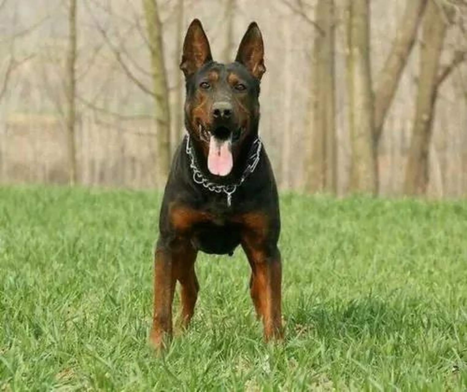 莱州红犬 中国红山犬 01 现在的莱州红犬系莱州朱桥镇由大丹犬,平背