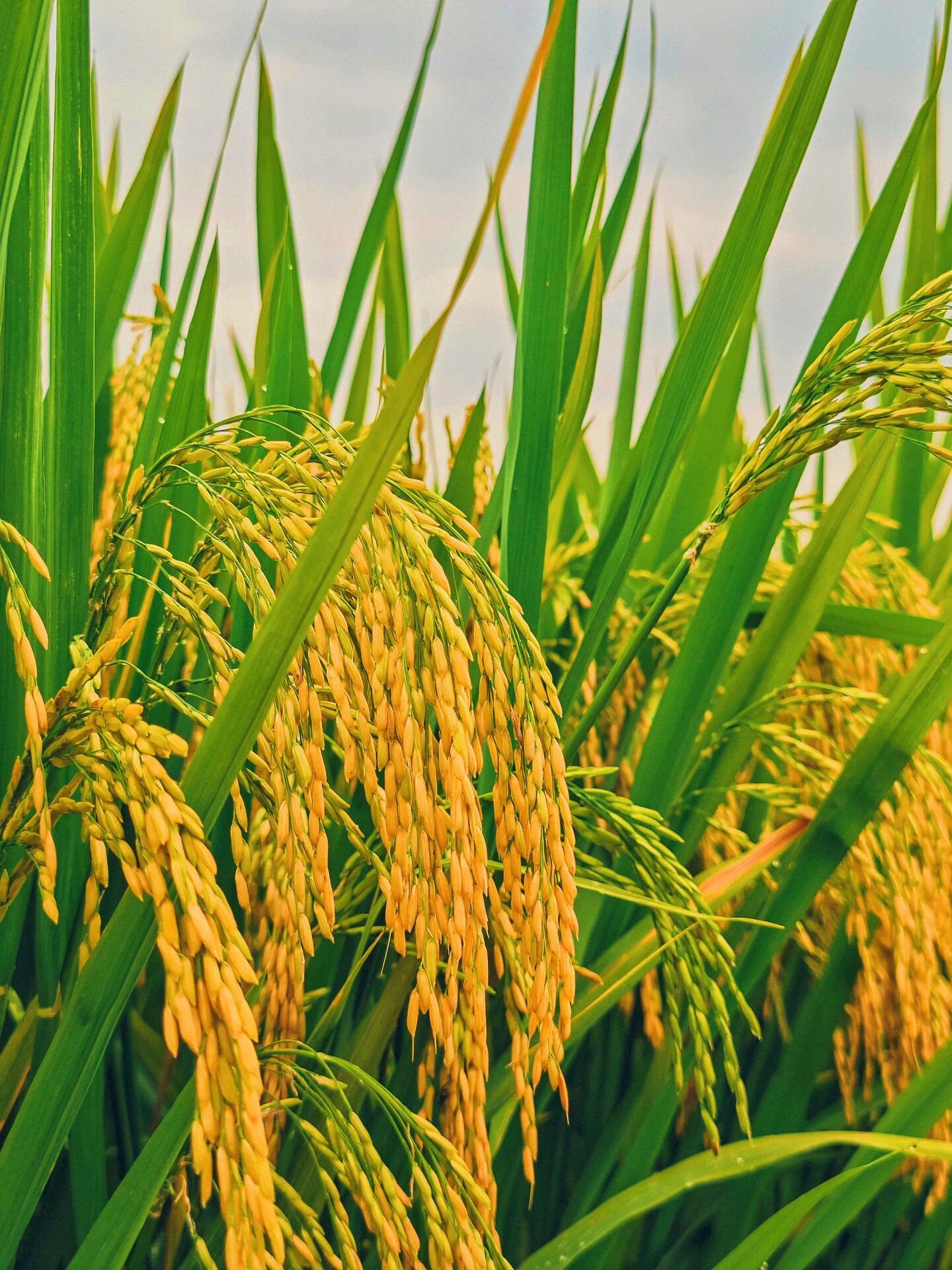 金秋九月,稻谷飘香,稻谷香里说丰年 风吹稻浪遍地黄,颗粒归仓丰收忙.