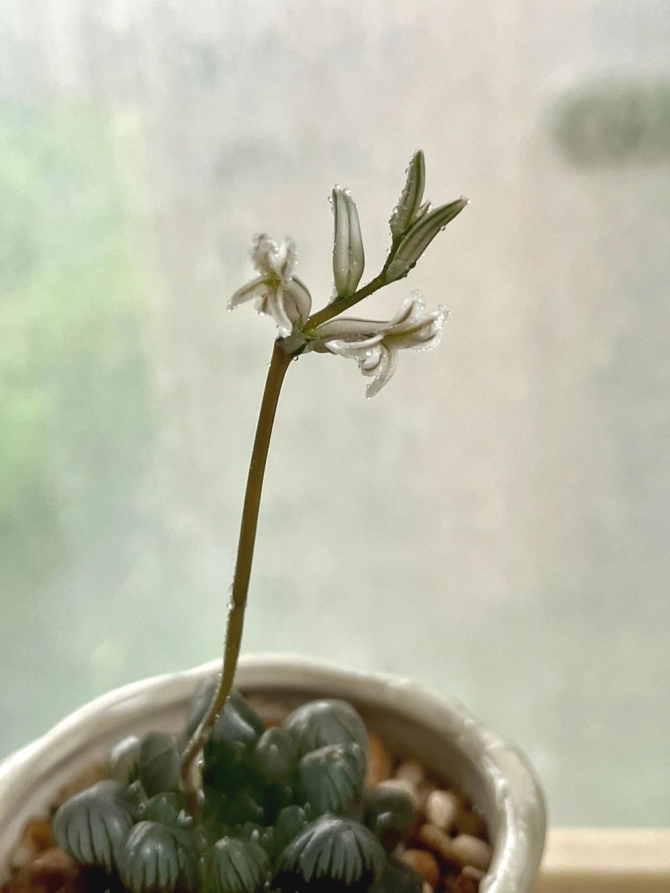 玉露开花94 以前玉露长花剑,都是在襁褓中就被我剪掉的.