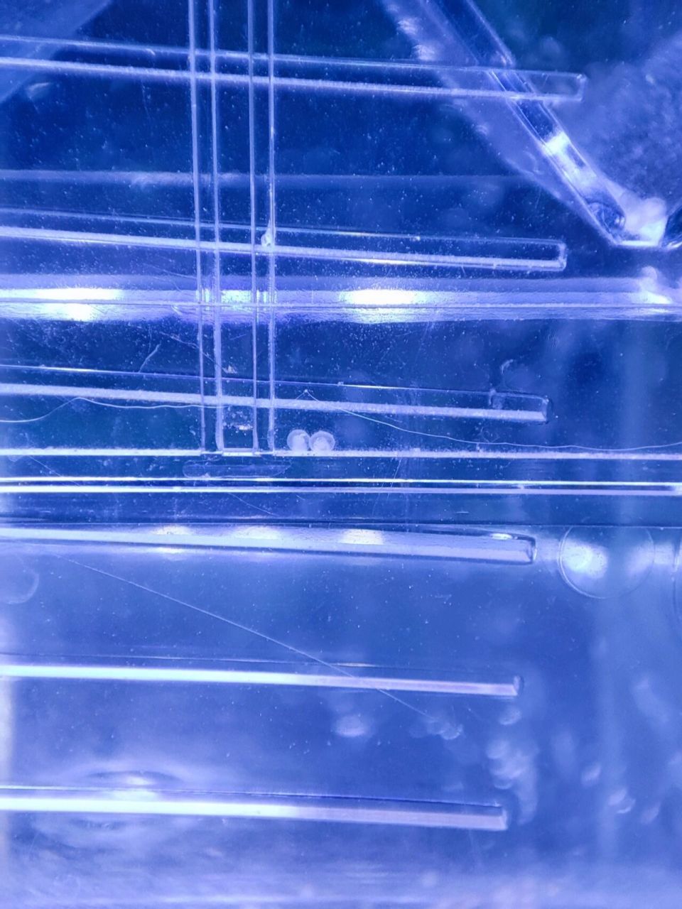 金鱼卵什么样是有小金鱼的?