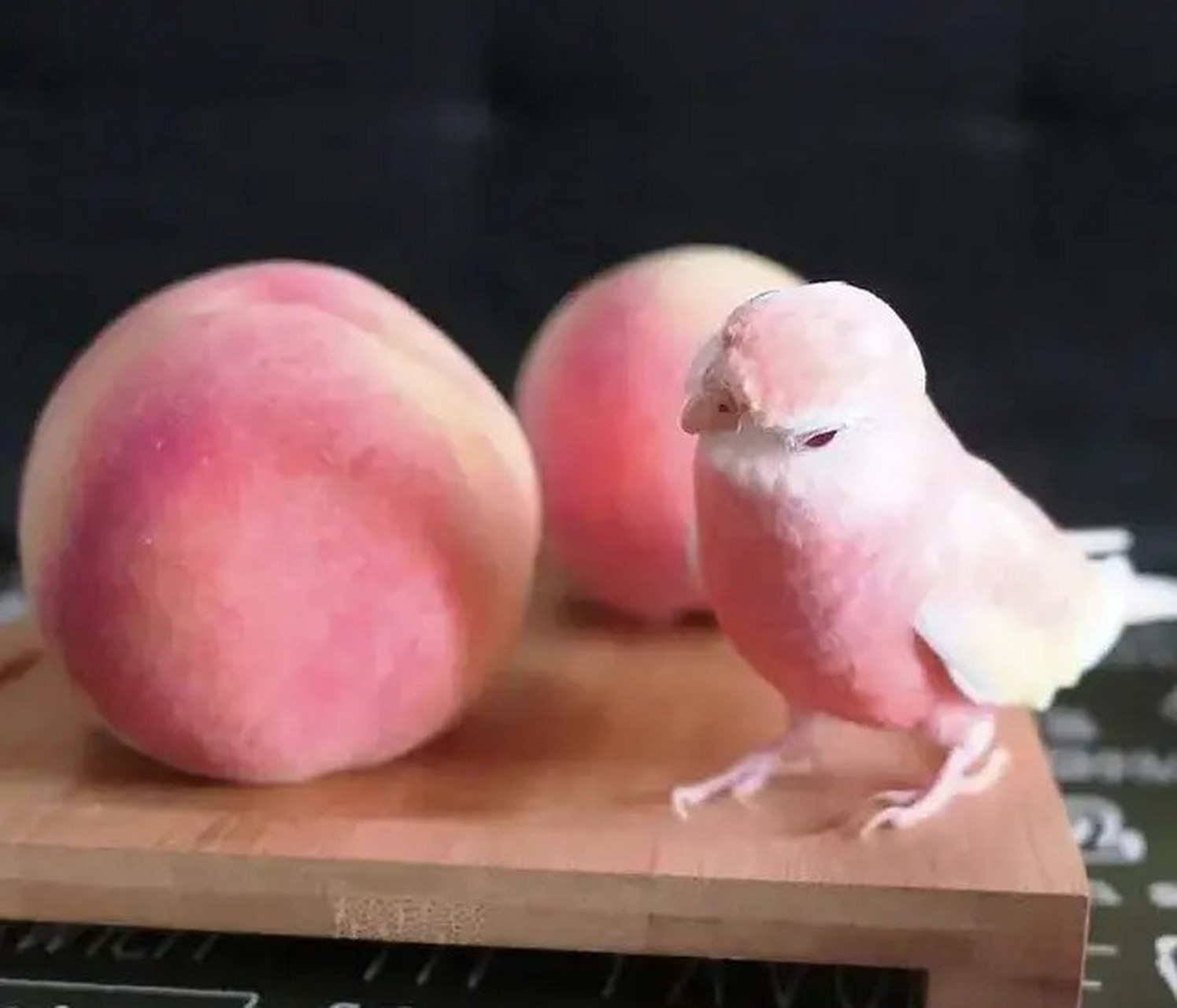 秋草鹦鹉99 水蜜桃本桃?不!它是一只小鸟哦!是不是很像一个桃子?